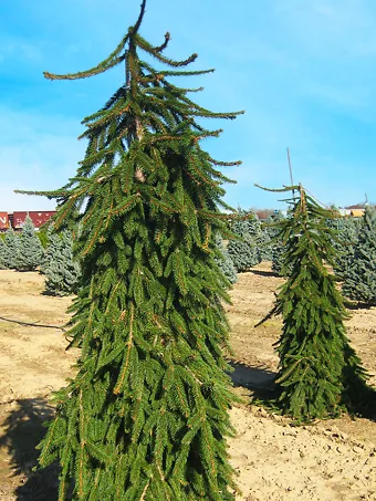 Weeping Colorado Blue Spruce