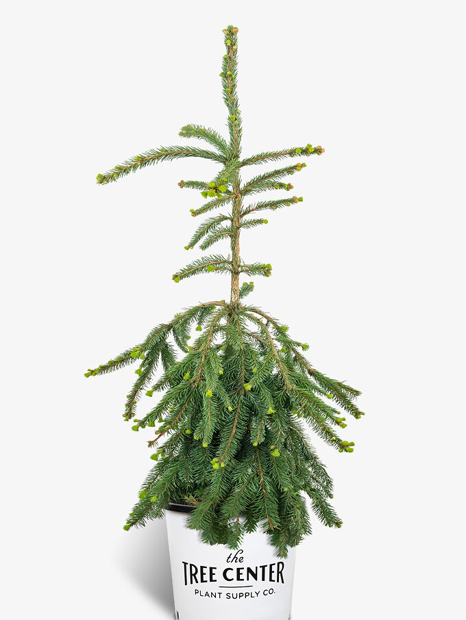 Buy Spruce Trees Online Spruce Trees for Sale The Tree Center
