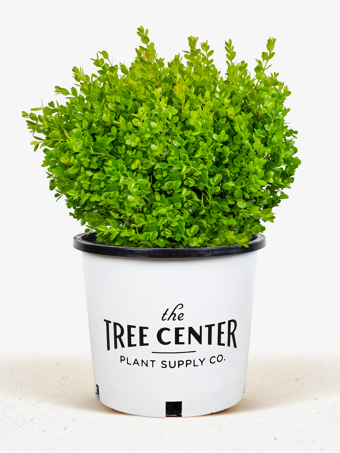 Wintergreen Boxwood