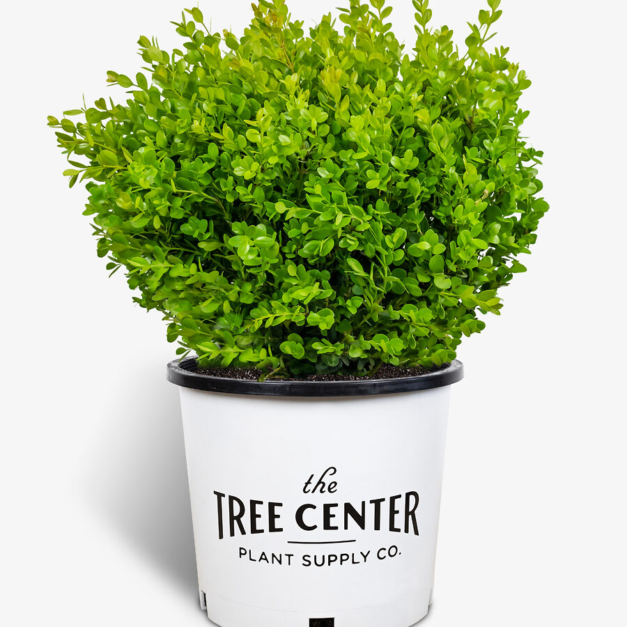 Wintergreen Boxwood For Sale | The Tree Center