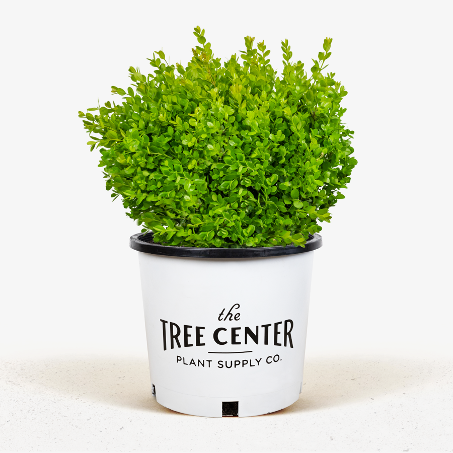 Wintergreen Boxwood For Sale | The Tree Center