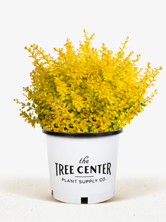 Barberry Aurea Nana