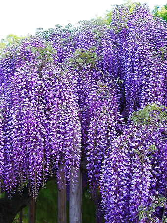 Blue Moon Wisteria