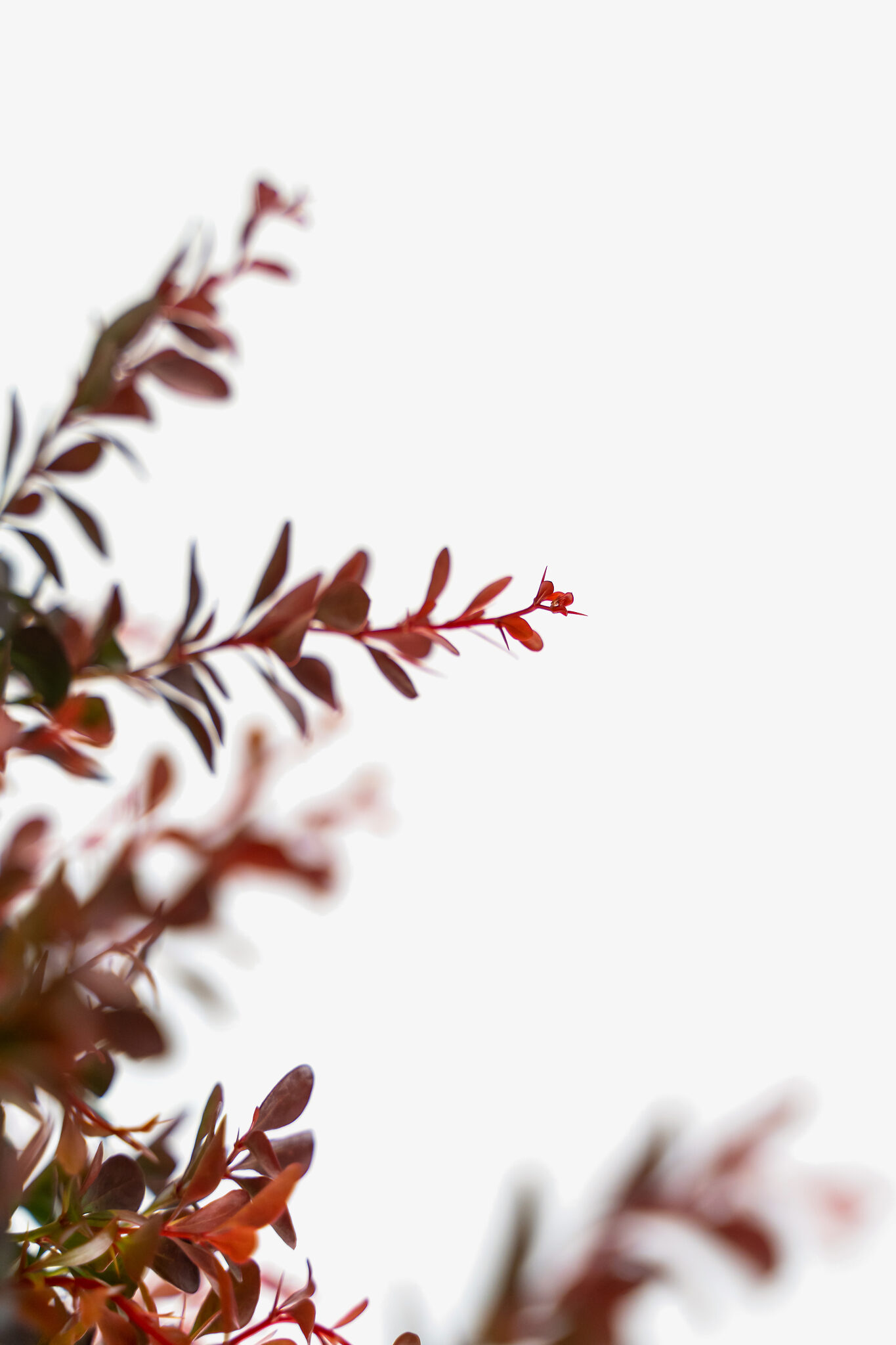 Crimson Pygmy Barberry The Tree Center