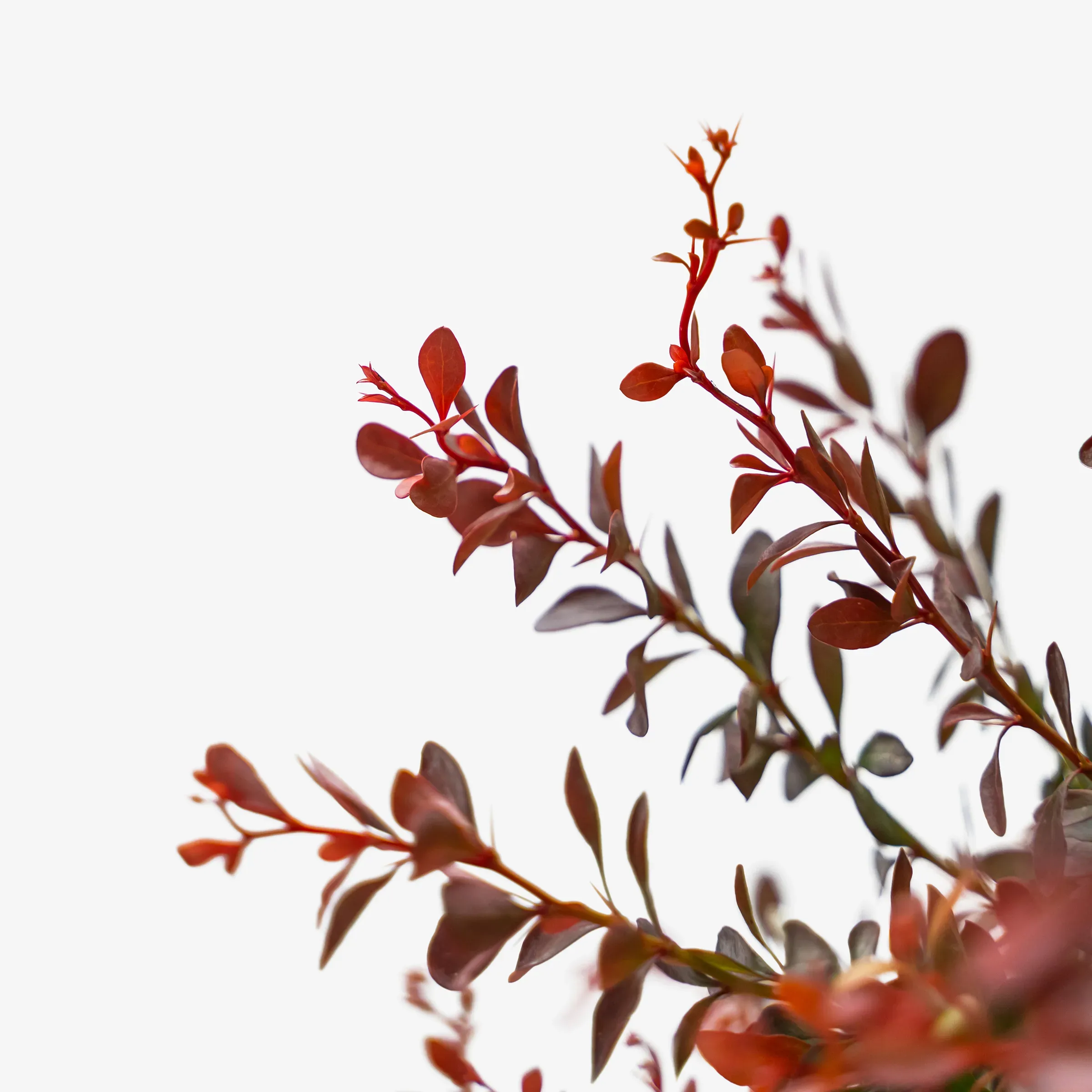 crimson pygmy barberry winter