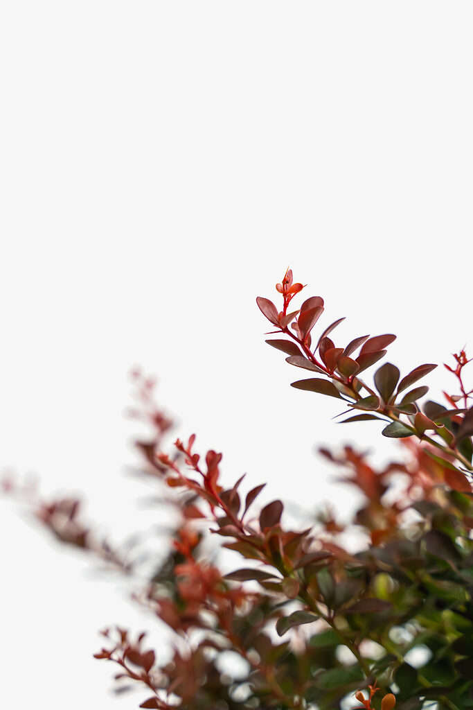 Crimson Pygmy Barberry The Tree Center