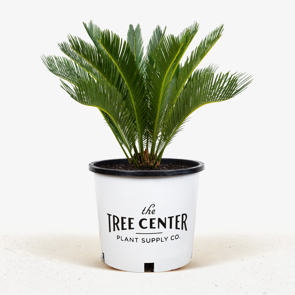 King Sago Palm Tree For Sale Online | The Tree Center