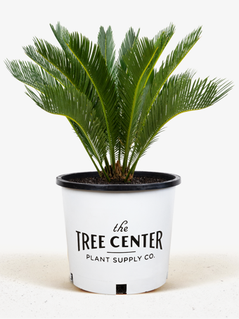 King Sago Palm