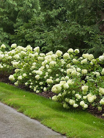 Little Lime® Hydrangea