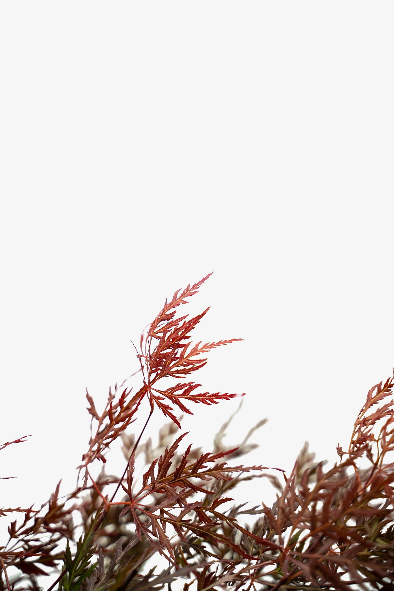 Orangeola Japanese Maple For Sale | The Tree Center