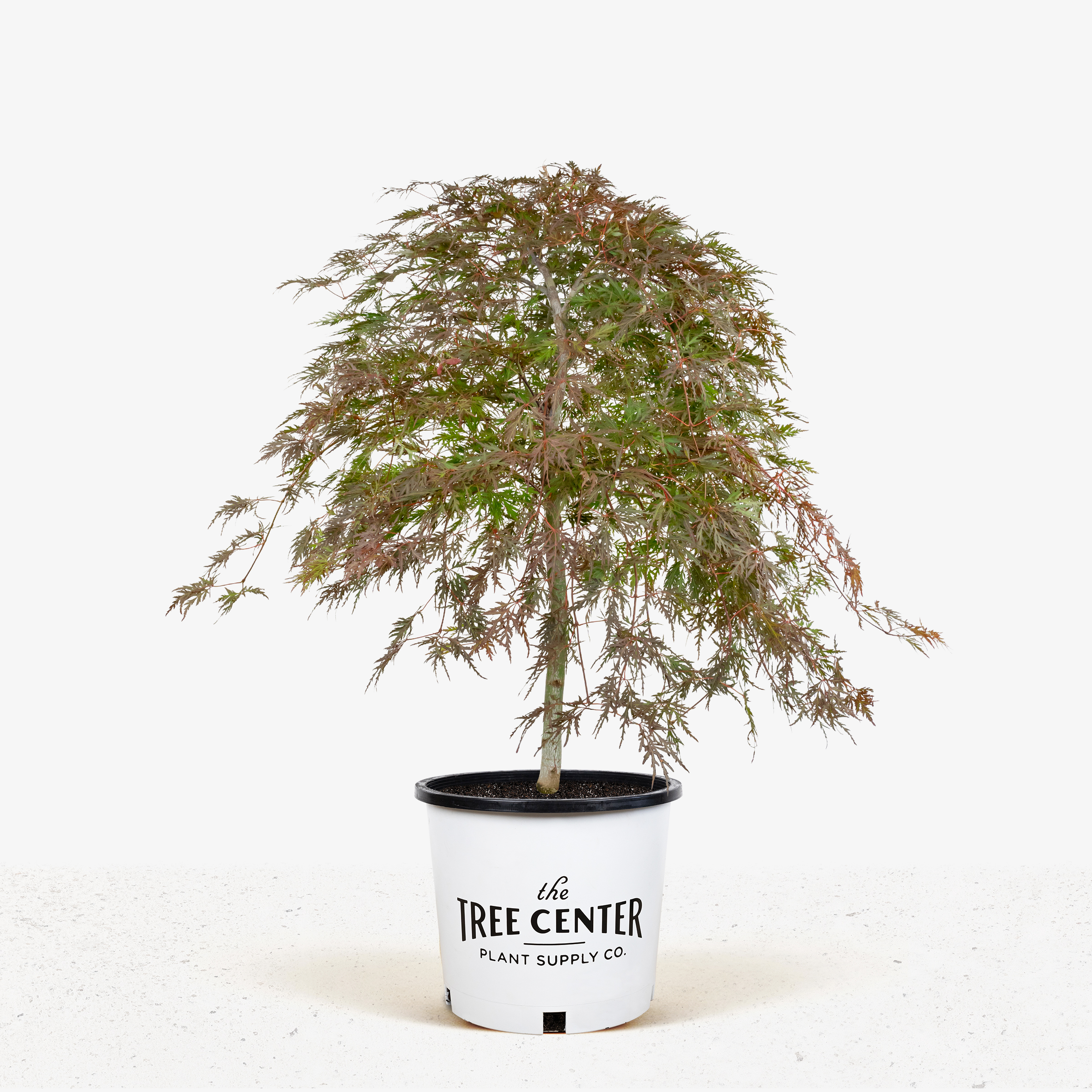 Orangeola_Japanese_Maple_7G_01.