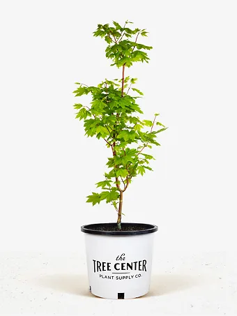 Pacific Fire Vine Maple