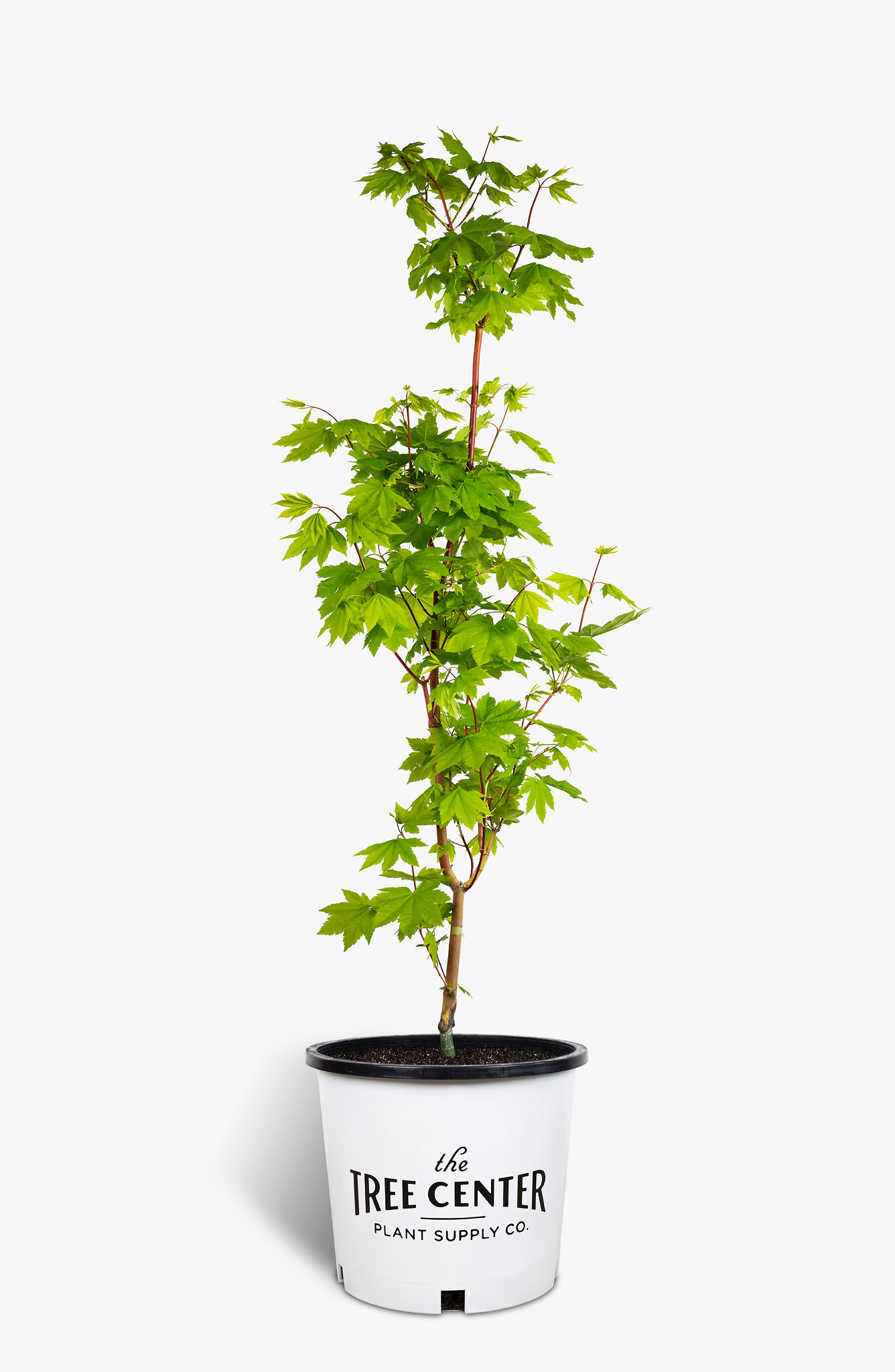 Pacific Fire Vine Maple For Sale Online The Tree Center