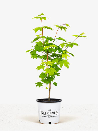 Pacific Fire Vine Maple