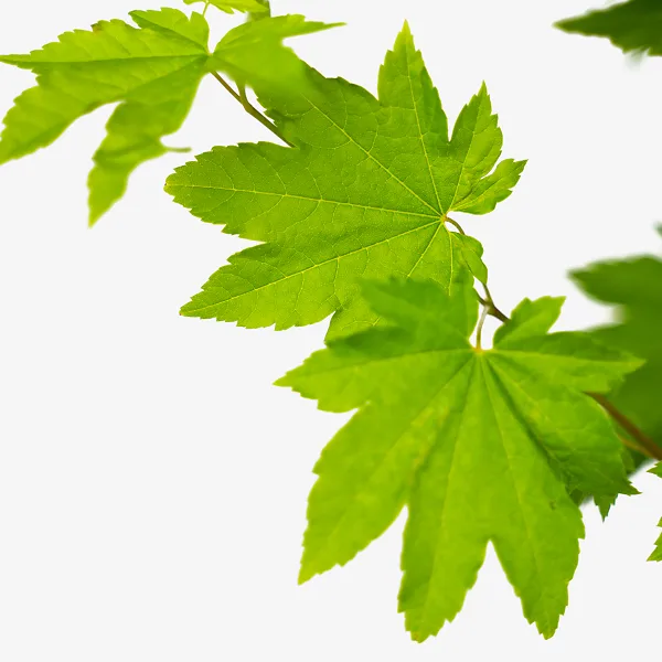 Pacific Fire Vine Maple For Sale Online