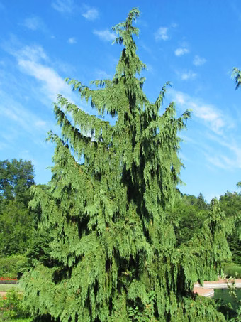 Weeping Alaskan Cedar