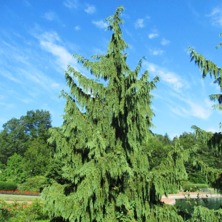 Weeping Alaskan Cedar For Sale Online | The Tree Center