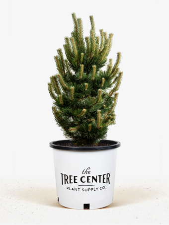 Oregon Green Austrian Pine