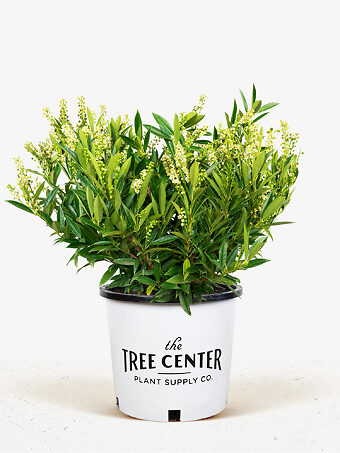 Otto Luyken Cherry Laurel