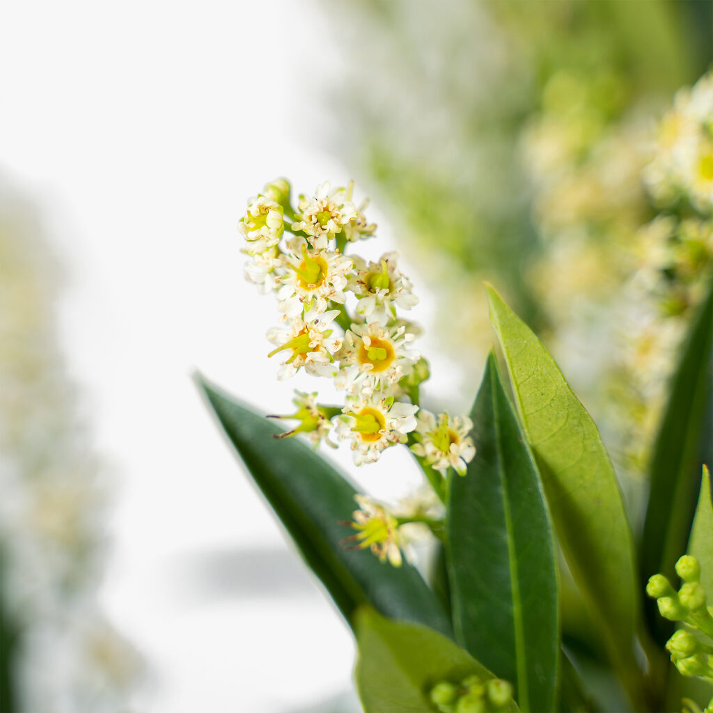 Otto Luyken Laurel For Sale | The Tree Center