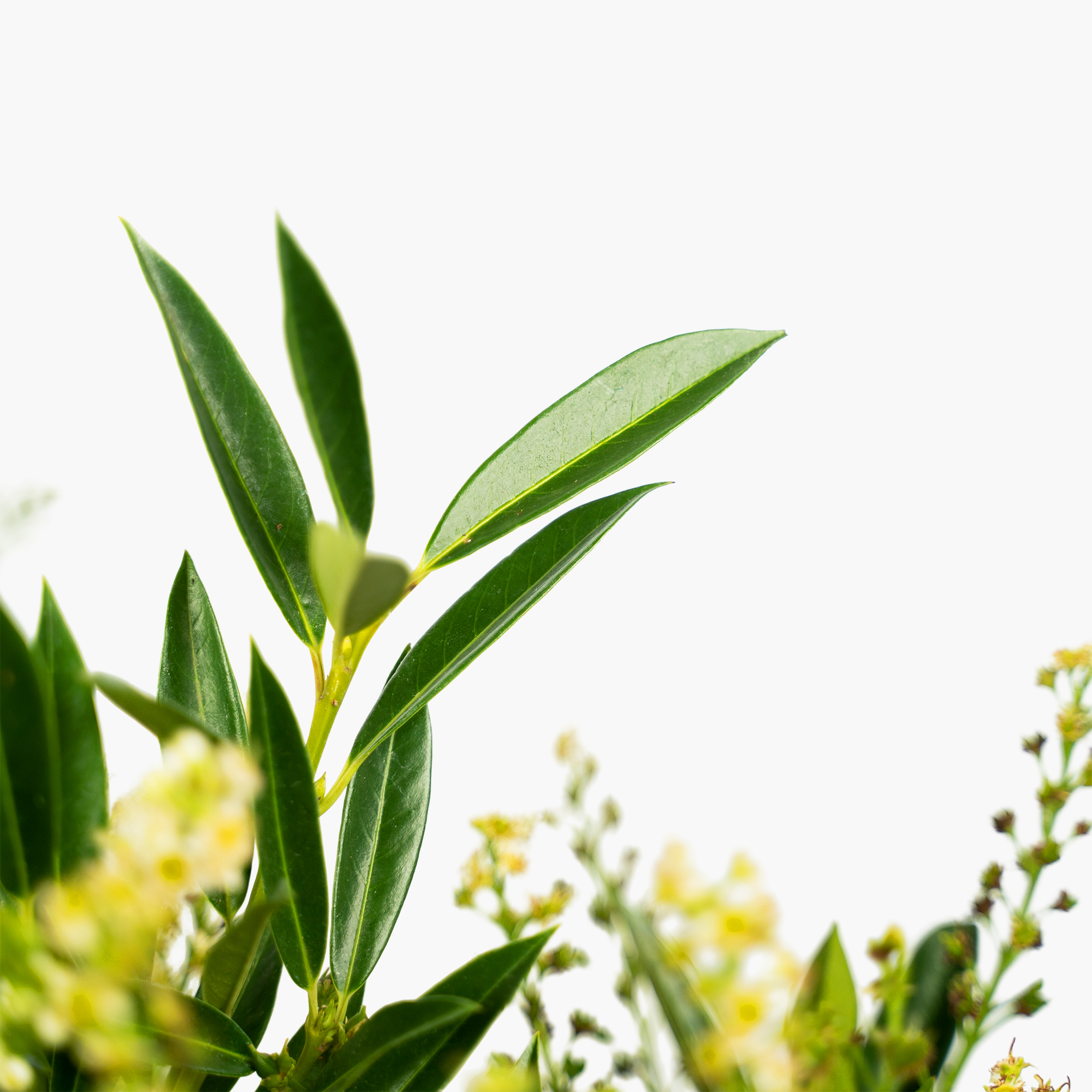 Otto Luyken Laurel For Sale | The Tree Center