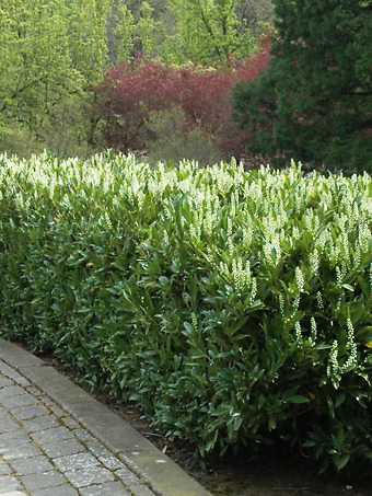 Skip Cherry Laurel