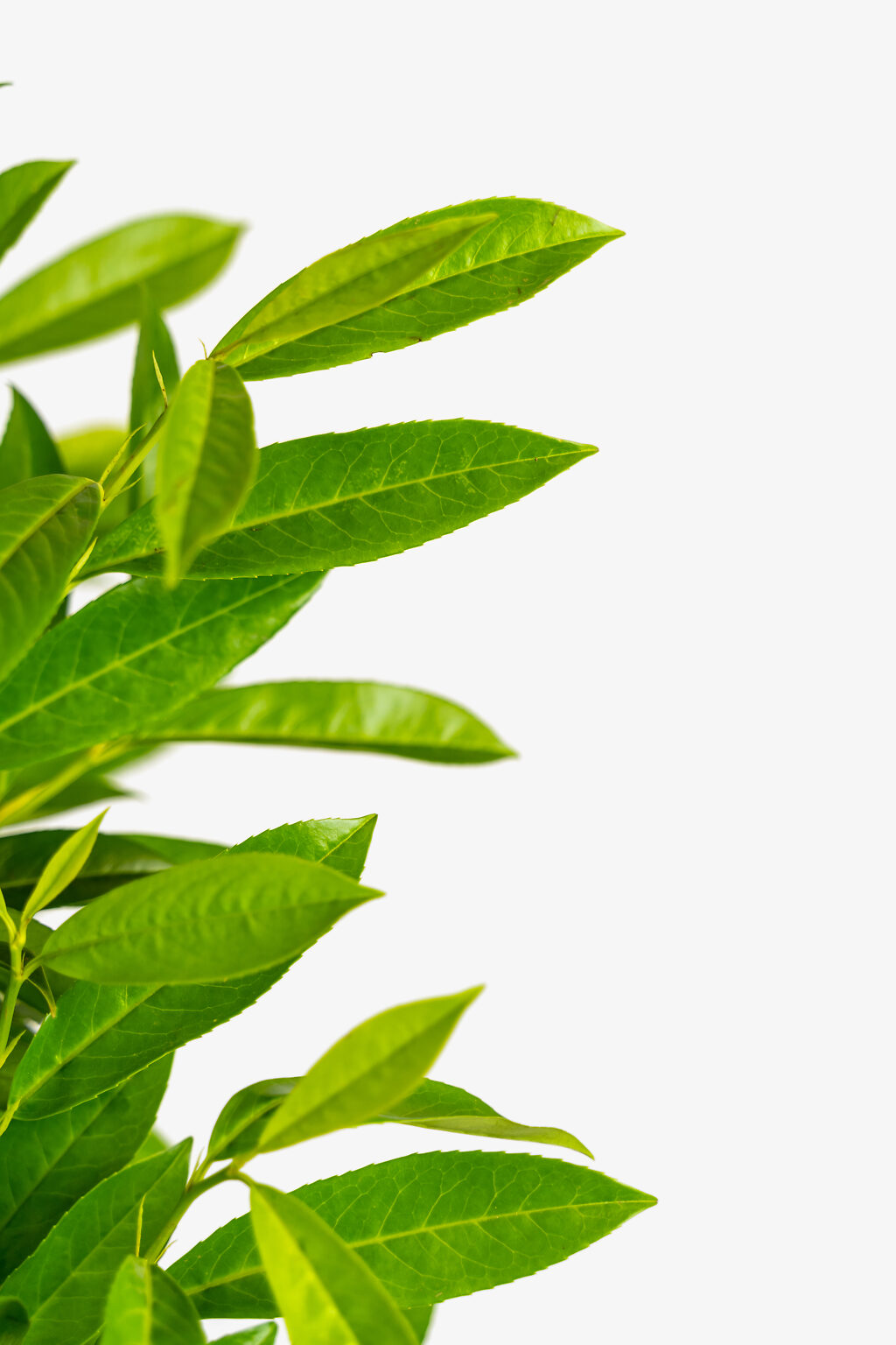 Skip Laurel Shrubs Buy Skip Laurels Online The Tree Center