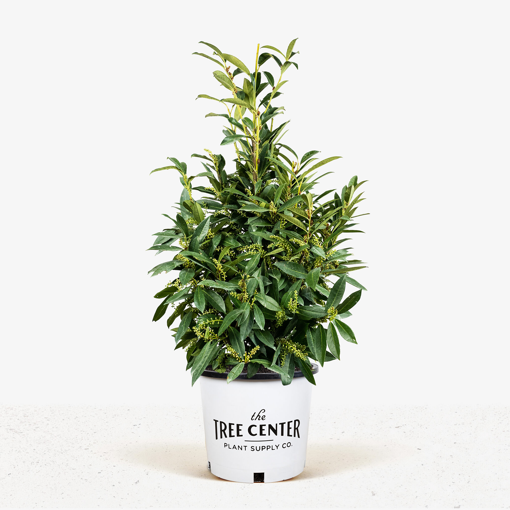 Skip Laurel Shrubs Buy Skip Laurels Online The Tree Center