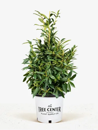 Skip Cherry Laurel