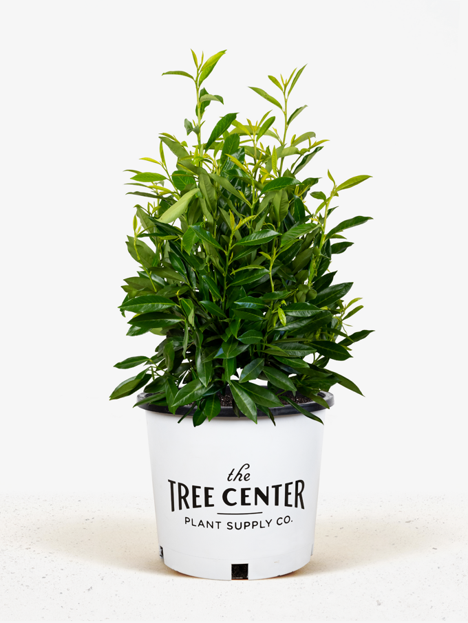 Privacy Trees Buy Privacy Trees with Free Shipping The Tree Center