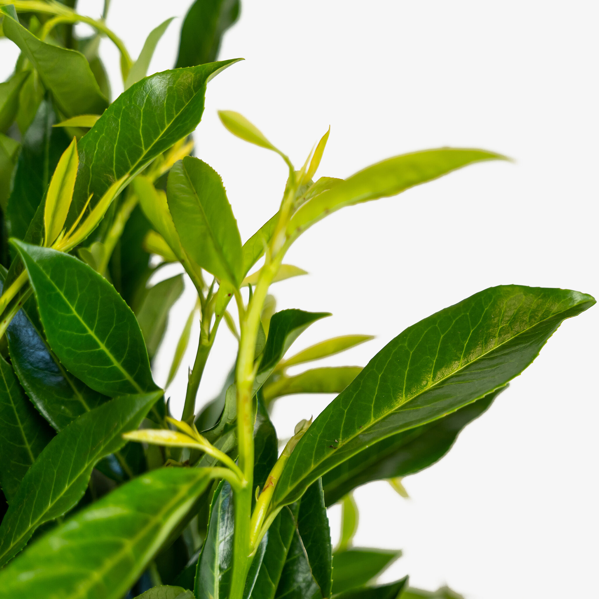 Skip Laurel Shrubs Buy Skip Laurels Online The Tree Center