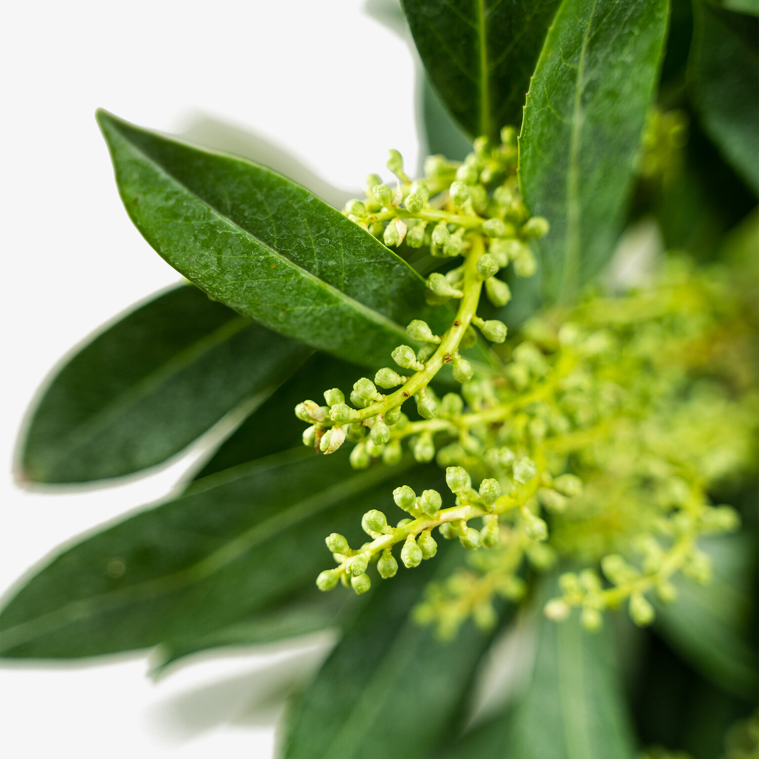 Skip Laurel Shrubs Buy Skip Laurels Online The Tree Center