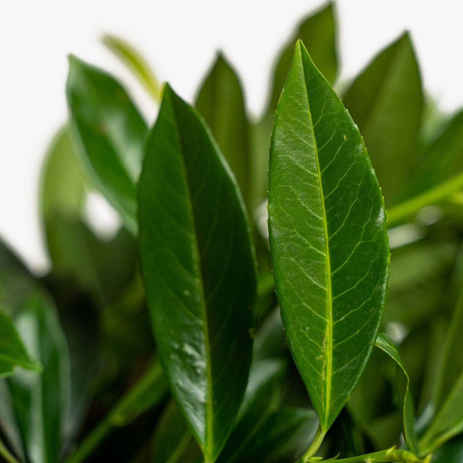 Skip Laurel Shrubs Buy Skip Laurels Online The Tree Center