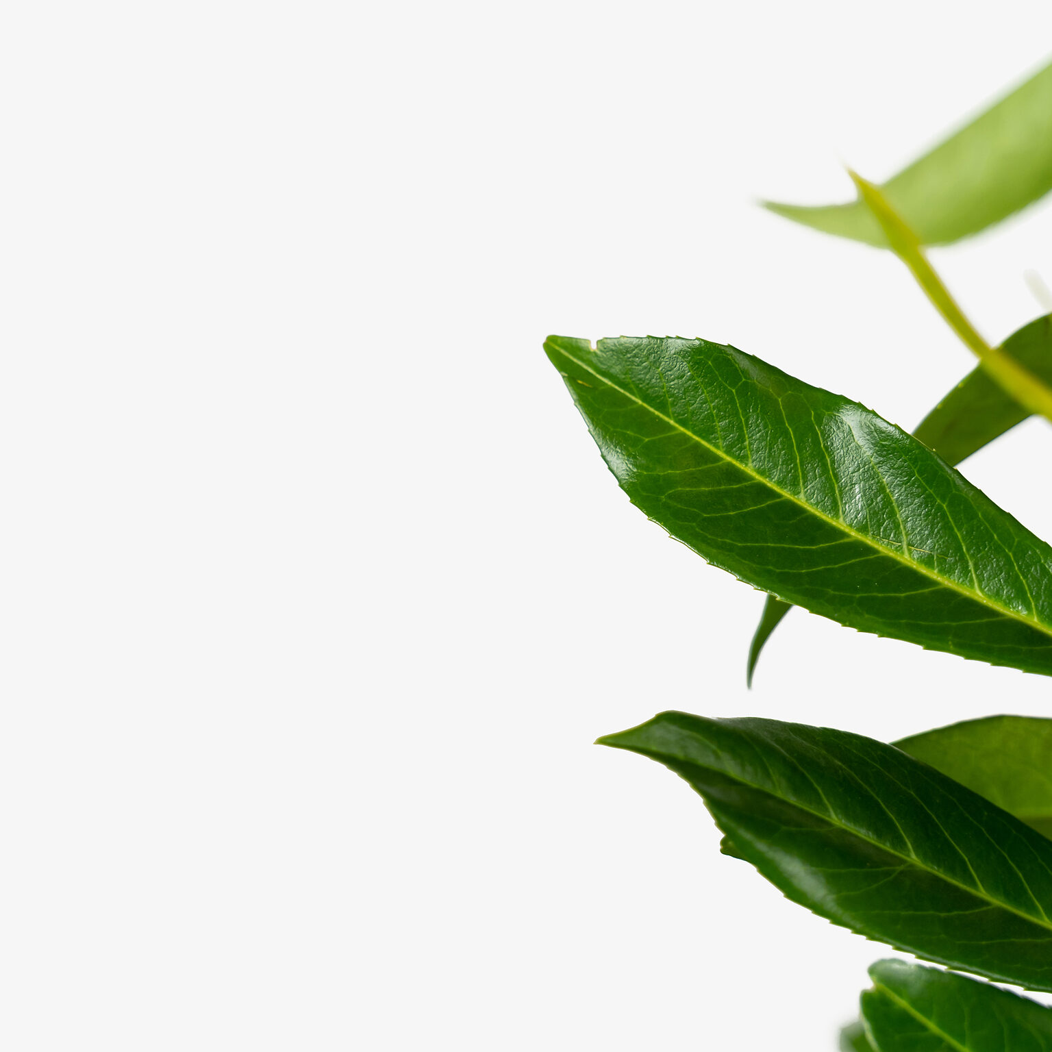 Skip Laurel Shrubs Buy Skip Laurels Online The Tree Center