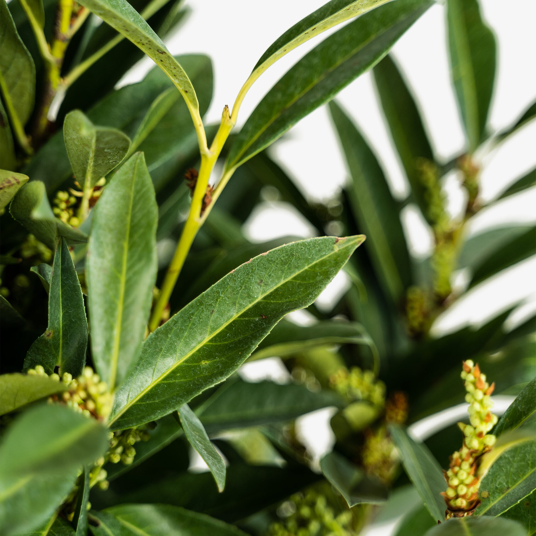 Skip laurel shrubs buy skip laurels online the tree center