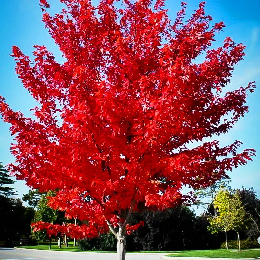 Autumn Flame Red Maple