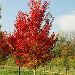 Autumn Flame Red Maple