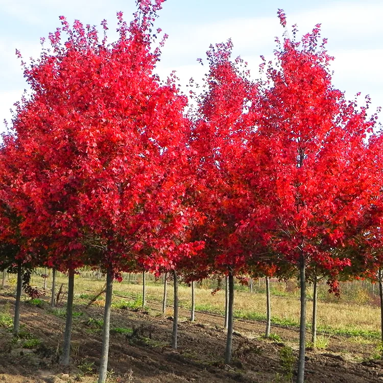 13 Beautiful Species of Maple Trees