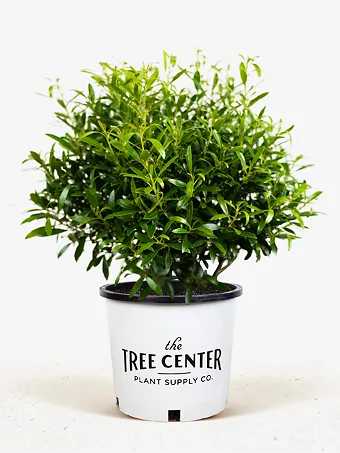 Compact Inkberry Holly