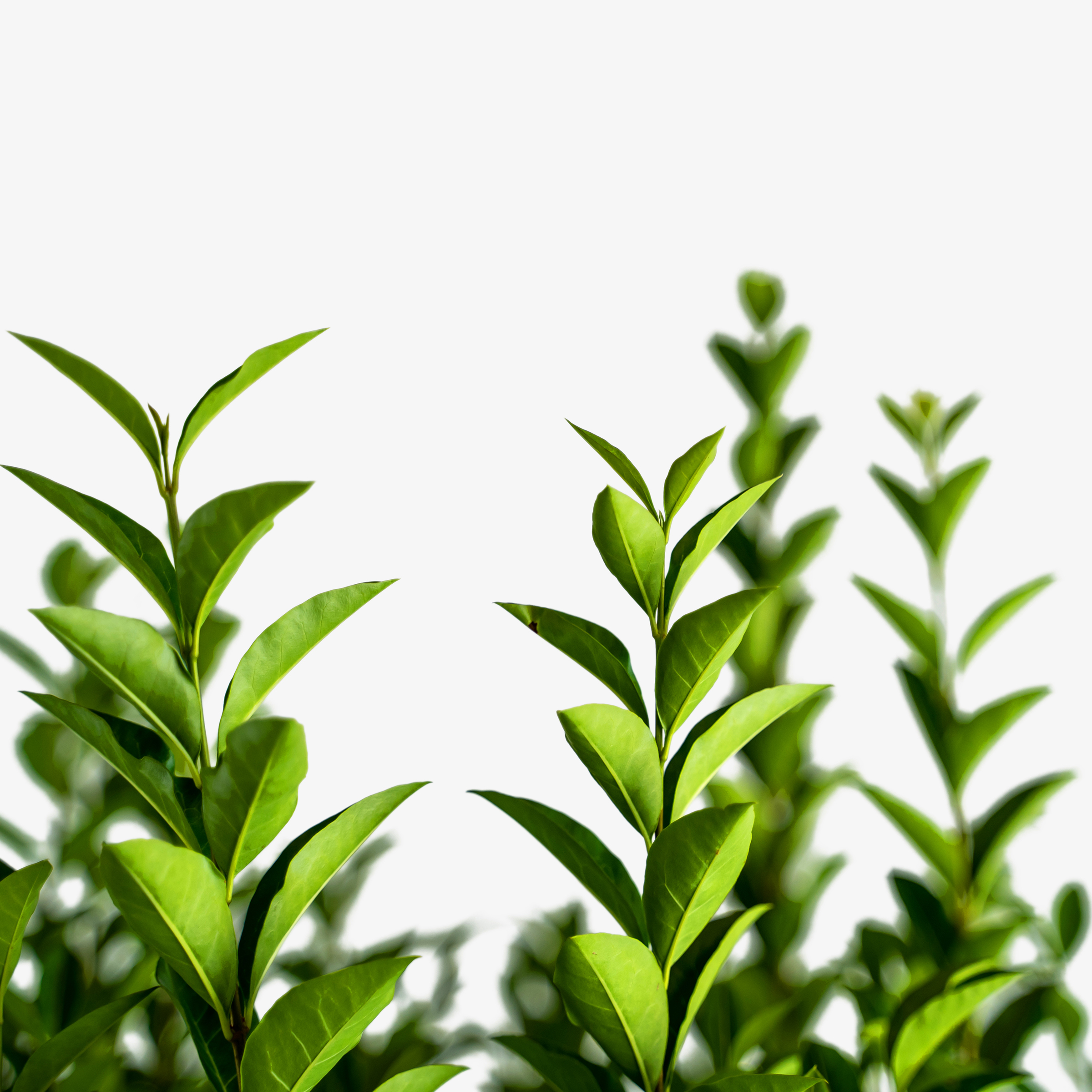 California Privet For Sale