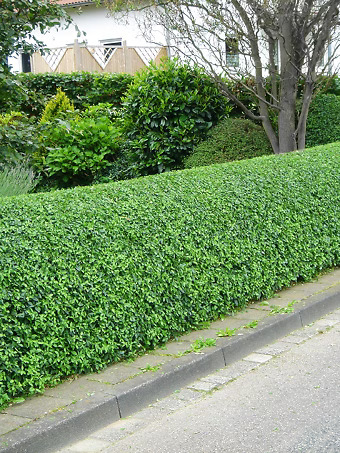 California Privet
