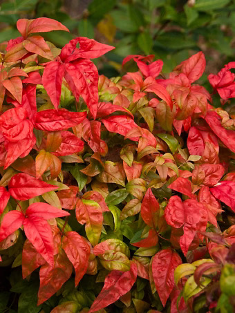 Firepower Nandina