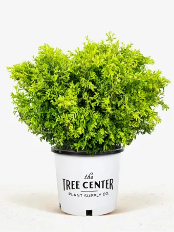 Franklins Gem Korean Boxwood