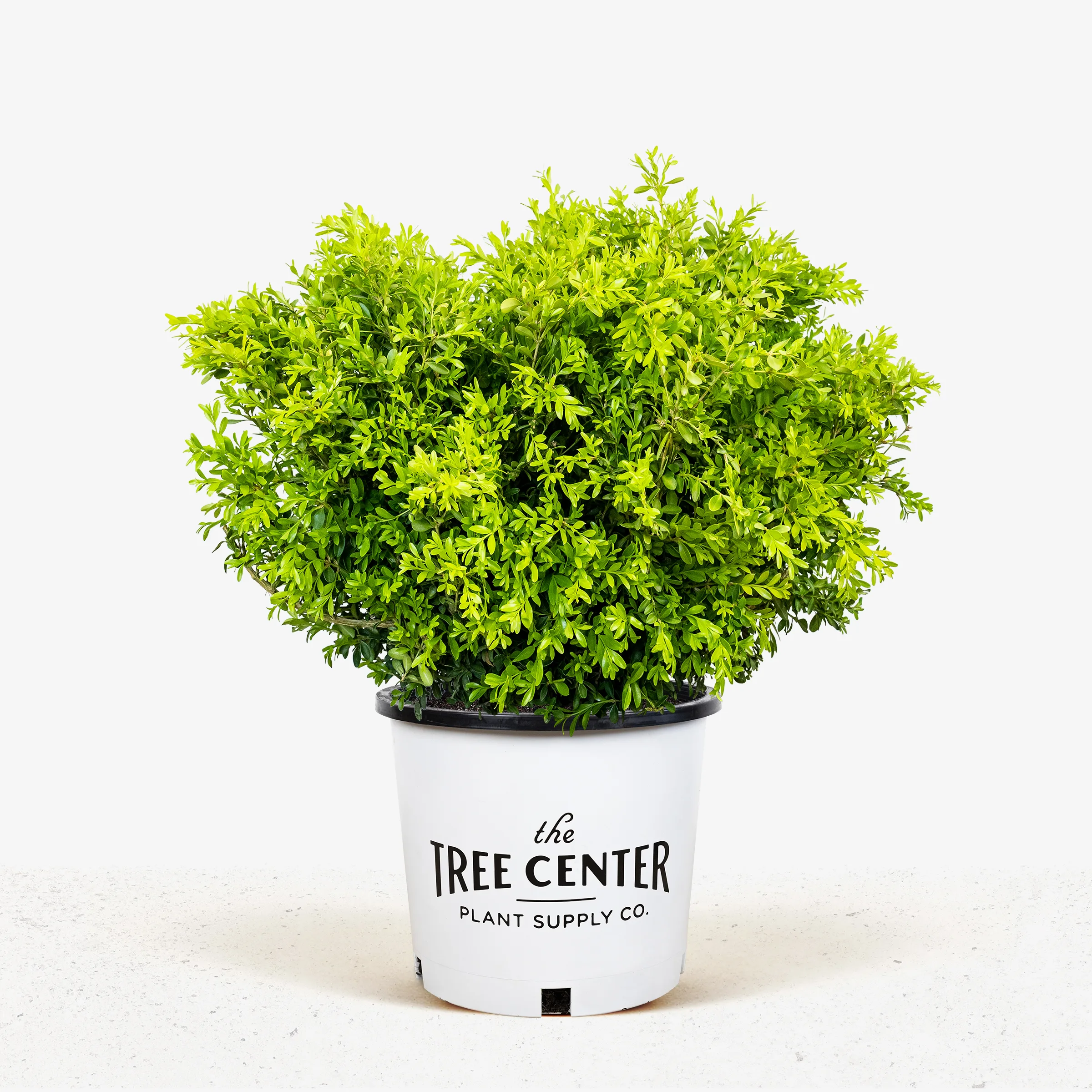 Korean Boxwood Franklins | Tree Center