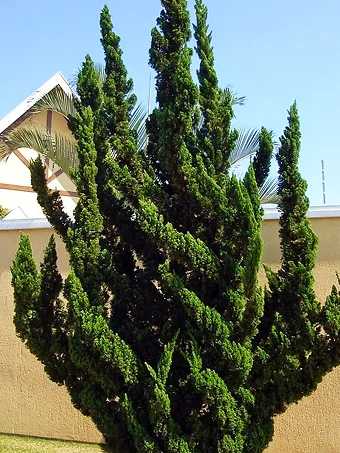 Hollywood Juniper