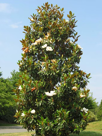 Kay Parris Magnolia