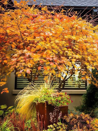 Fernleaf Full-Moon Japanese Maple