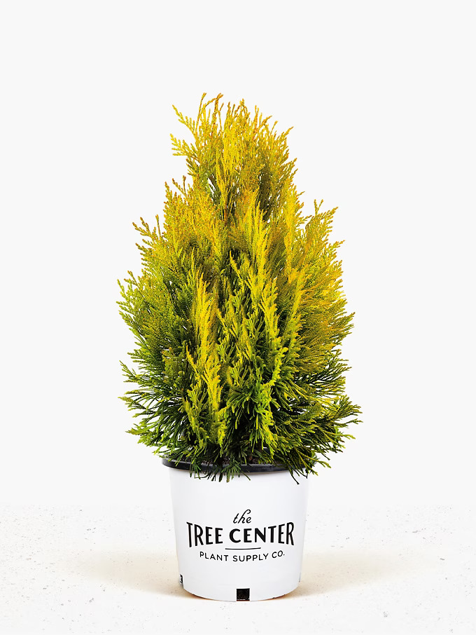 Arborvitae Trees for Sale Online | The Tree Center