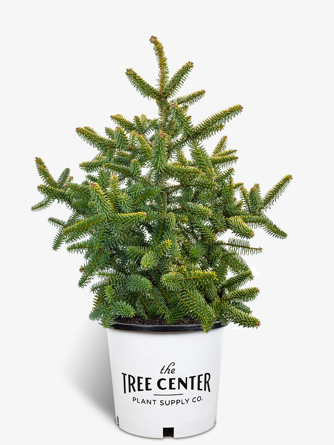 Fir Trees For Sale Buy Fir Trees Online The Tree Center