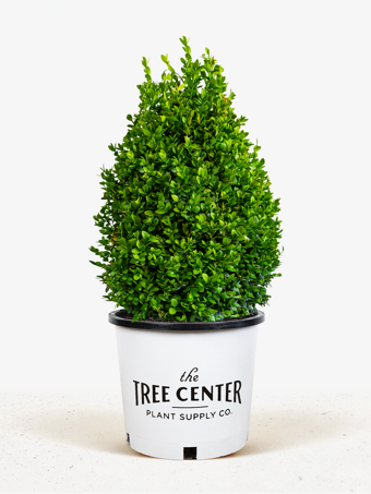 Green Mountain Boxwood